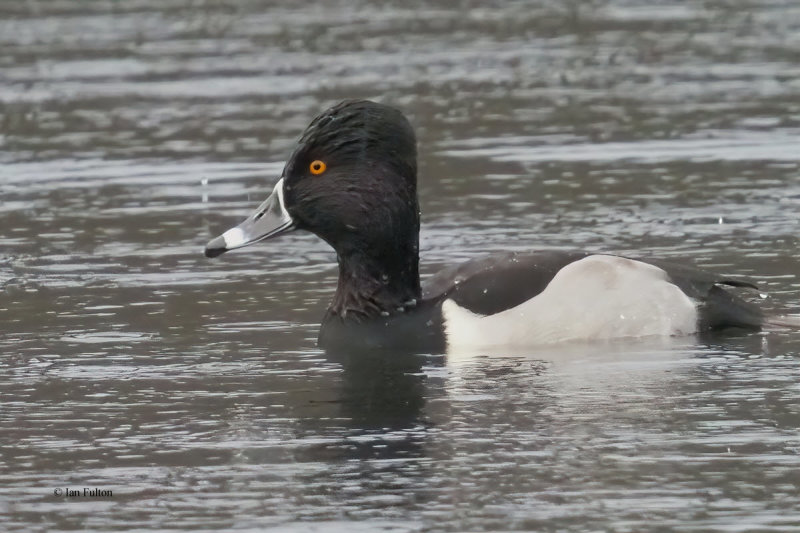 Ring-necked Duck, Kilmardinny Loch, Clyde