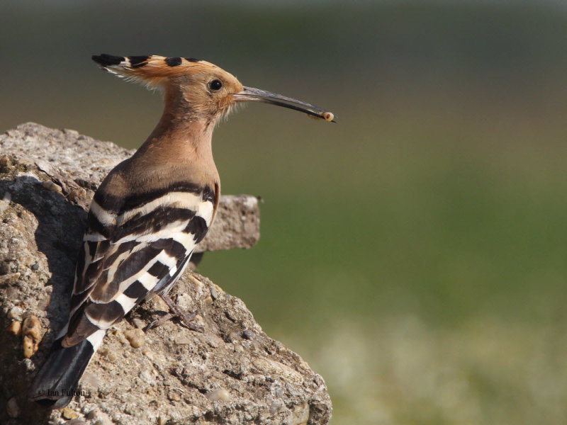 Hoopoe (Eurasian Hoopoe)