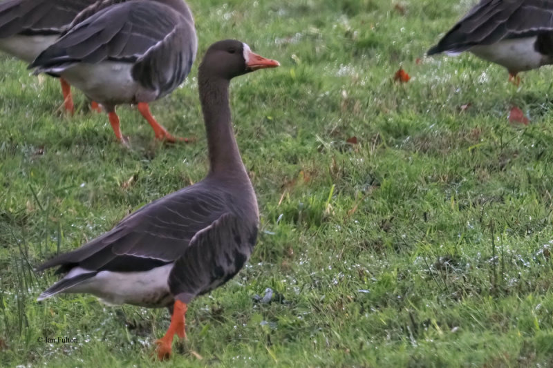 Greenland White-fronted Geese, Gartocharn, Clyde