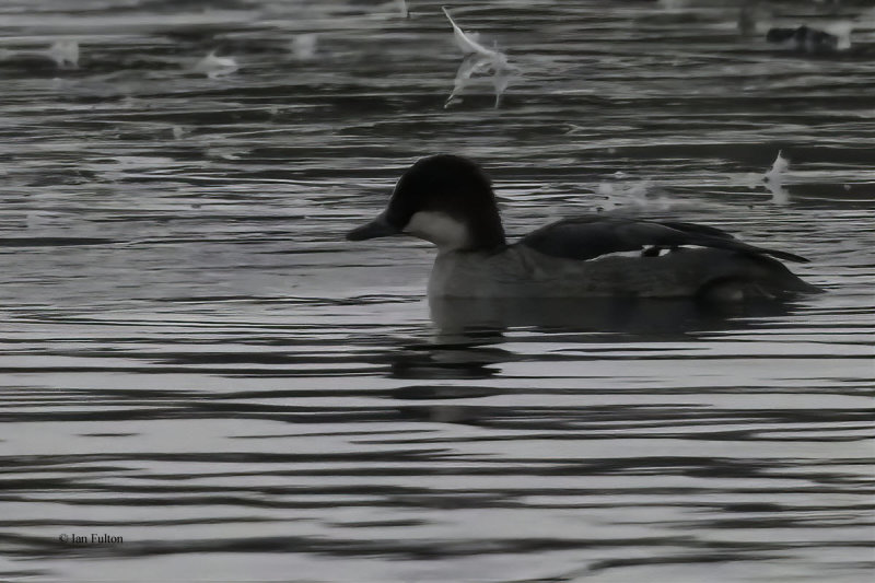 Smew, Hogganfield Loch, CLyde
