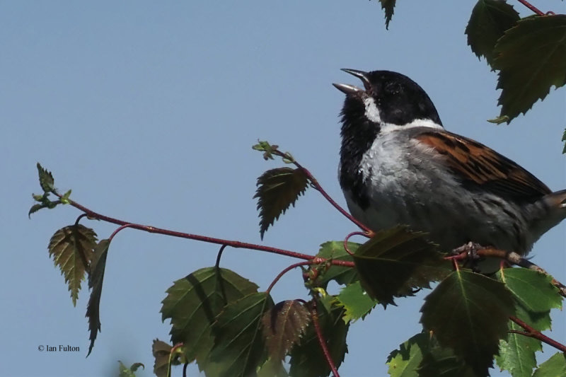 Reed Bunting, Potteric Carr, S Yorkshire