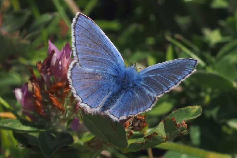 Common Blue, Potteric Carr, S Yorkshire