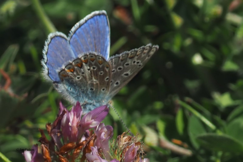 Common Blue, Potteric Carr, S Yorkshire