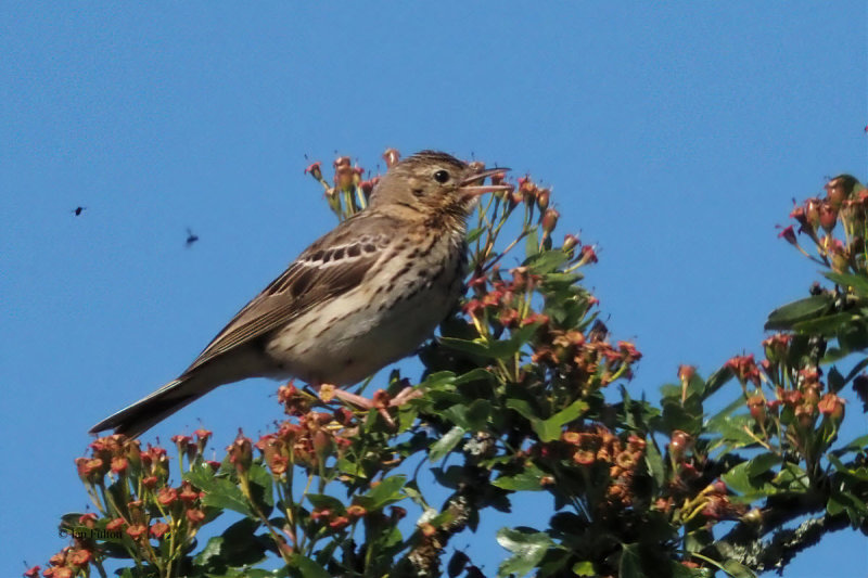 Tree Pipit, RSPB Loch Lomond, Clyde