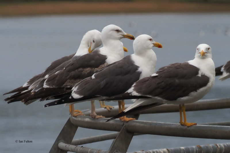 Lesser Black-backed Gulls, Hogganfoeld Loch, Clyde