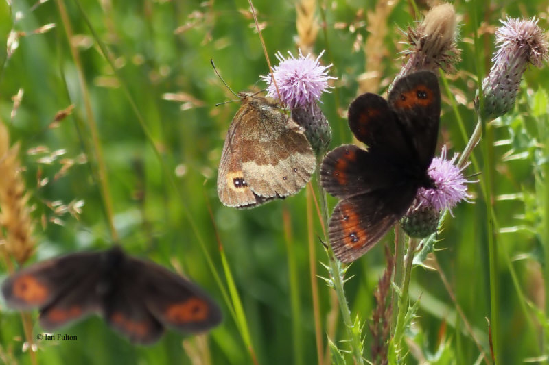 Scotch Argus & Meadow Brown, Glen Douglas