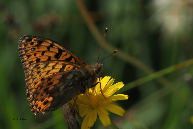 Dark-green Fritillary, Glen Douglas
