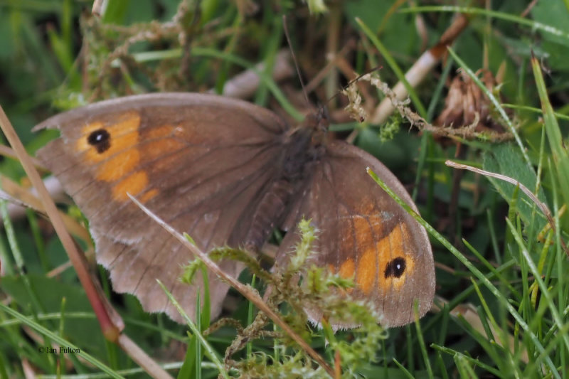 Meadow Brown, Glen Douglas