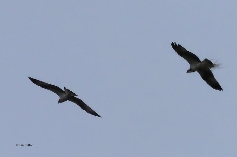 Osprey, Ring Point-RSPB Loch Lomond, Clyde