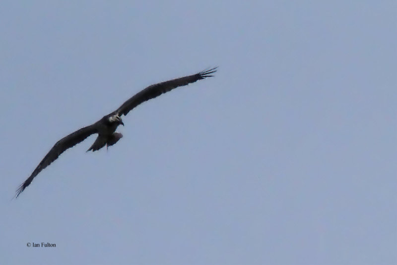 Osprey, Ring Point-RSPB Loch Lomond, Clyde