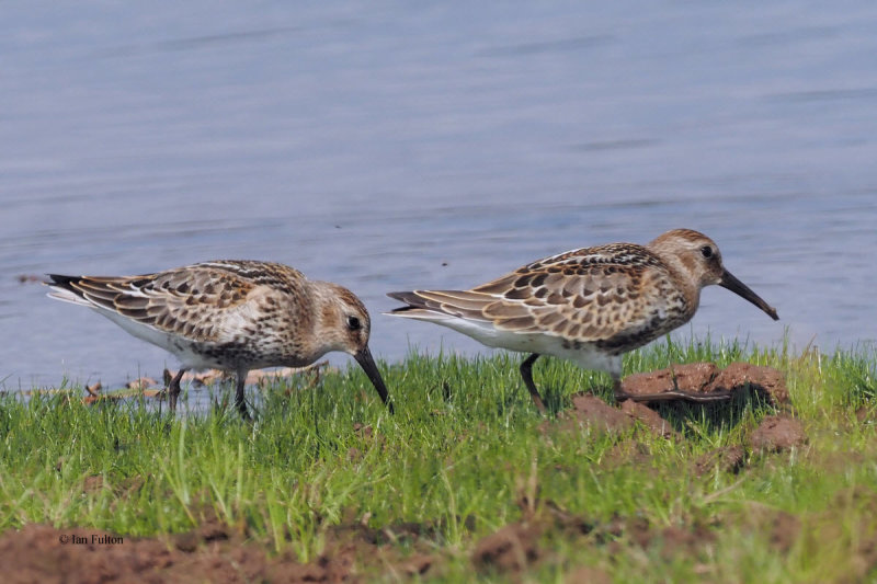 Dunlin, Ring Point-RSPB Loch Lomond, Clyde
