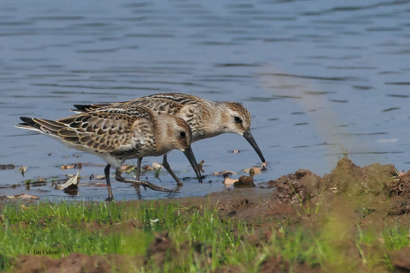 Dunlin, Ring Point-RSPB Loch Lomond, Clyde