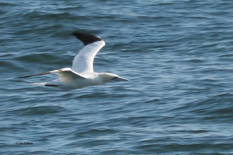 Gannet, Fife Ness