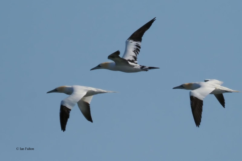 Gannets, Fife Ness