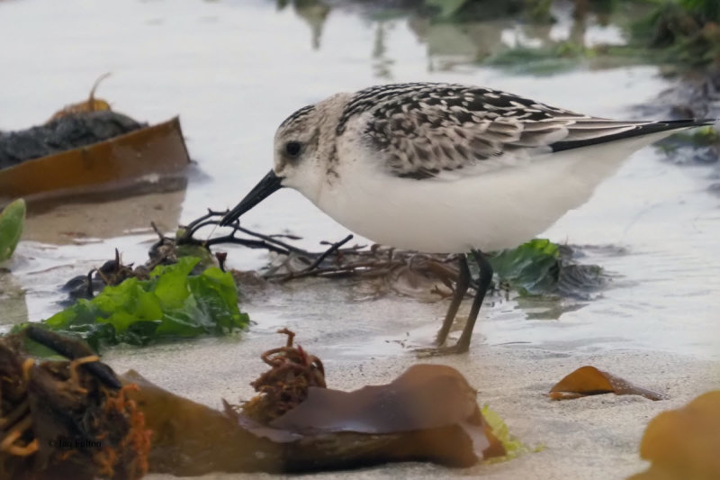 Sanderling, Grutness Voe, Shetland