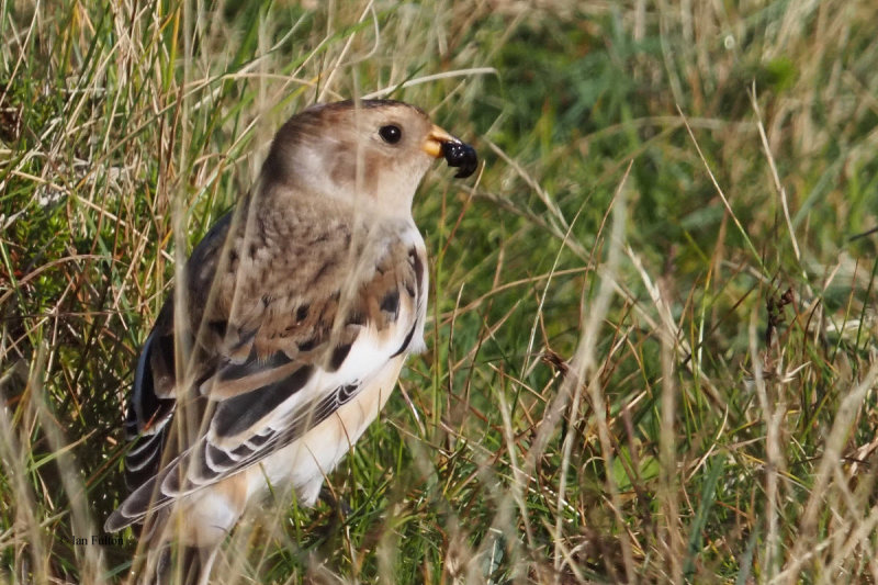 Snow Bunting, Mossy Hill, Shetland