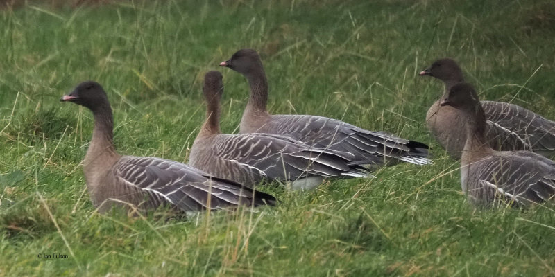 Pink-footed Geese, near Croftamie, Clyde