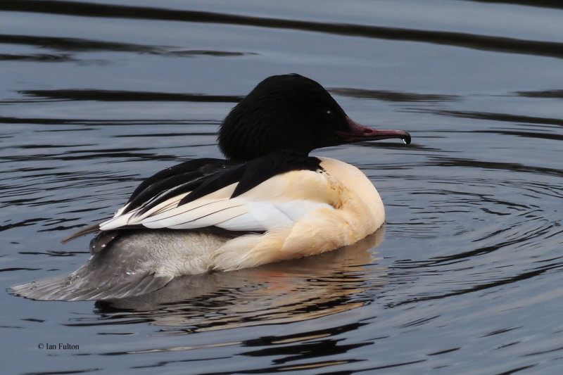 Goosander, Hogganfield Loch, Clyde