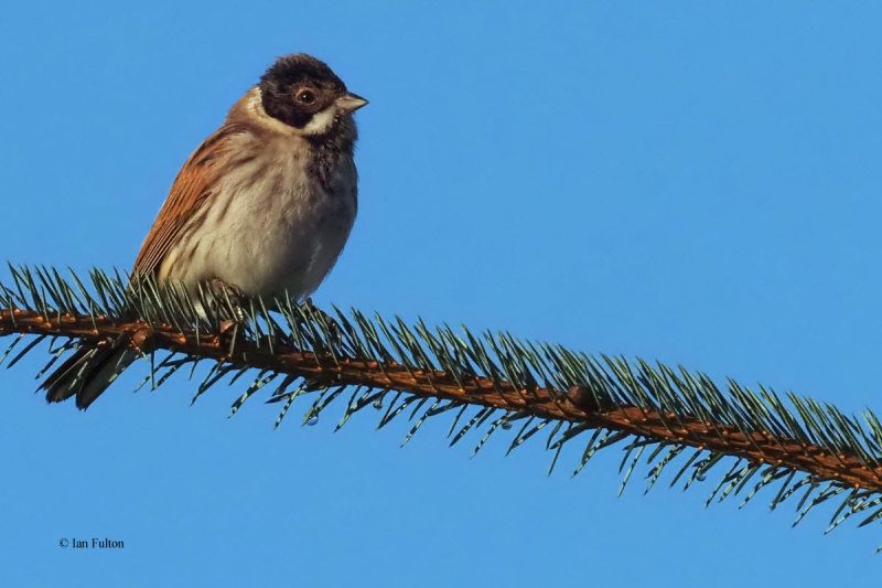 Reed Bunting, Burncrooks Reservoir, Clyde