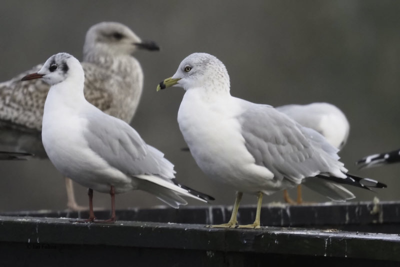 Ring-billed Gull, Strathclyde Loch, Clyde