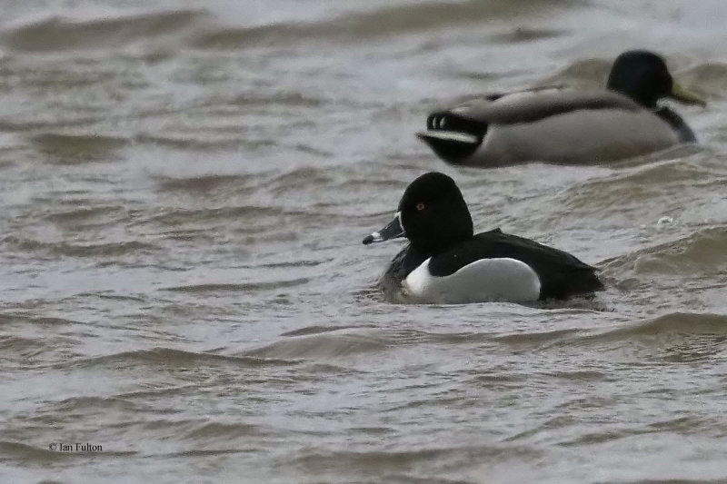 Ring-necked Duck, Gadloch, Clyde