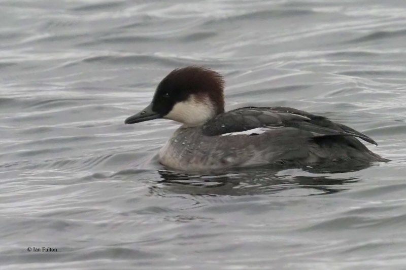Smew, Hogganfield Loch, Clyde