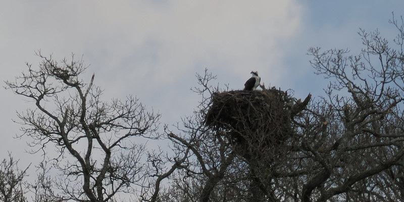 Osprey, Loch Lomond NNR, Clyde