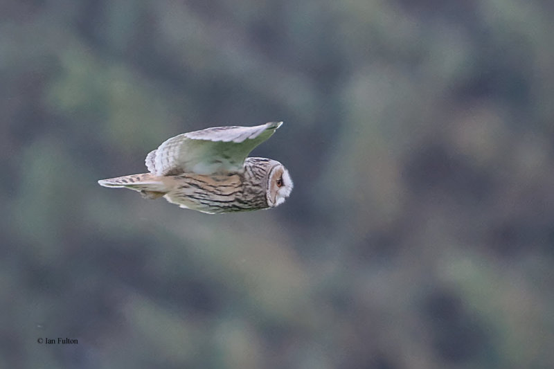 Long-eared Owl, Palacerigg Coutry Park, Clyde