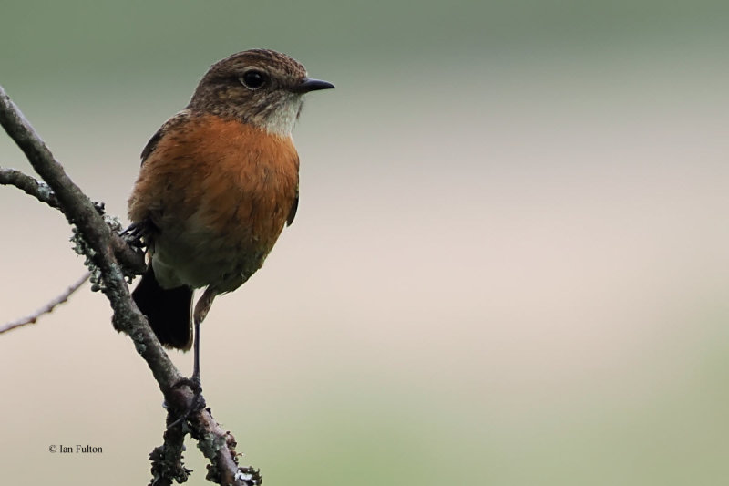 Stonechat (female), RSPB Loch Lomond, Clyde
