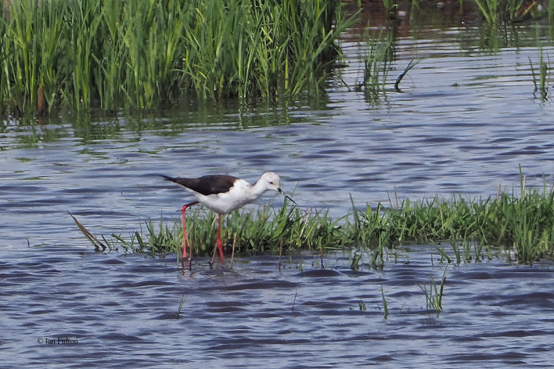 Black-winged Stilt, RSPB Lochwinnoch, Clyde