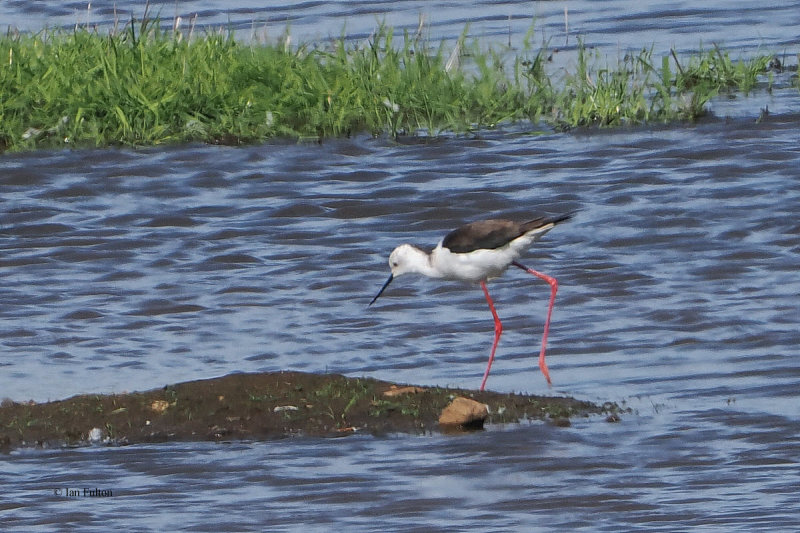 Black-winged Stilt, RSPB Lochwinnoch, Clyde