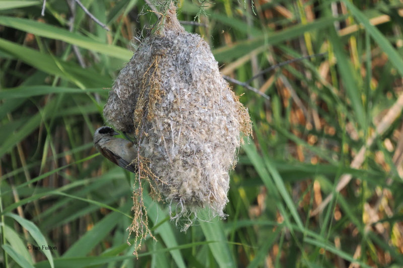 Penduline Tit and nest, Dalyan, Turkey
