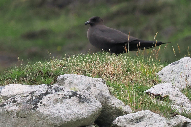 Arctic Skua, St Kilda