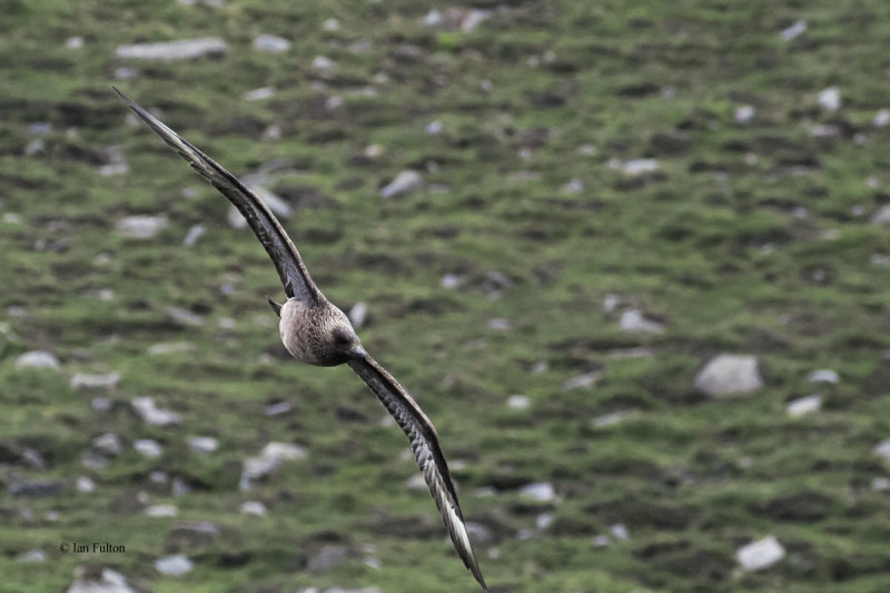 Great Skua(Bonxie), St Kilda