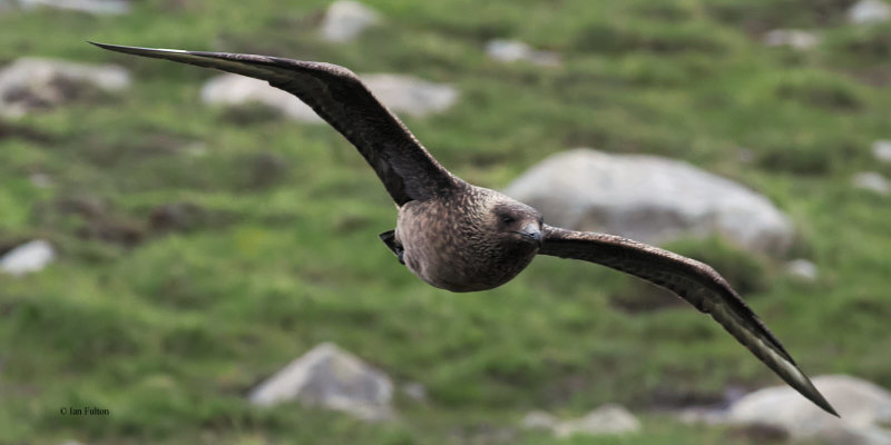 Great Skua(Bonxie), St Kilda