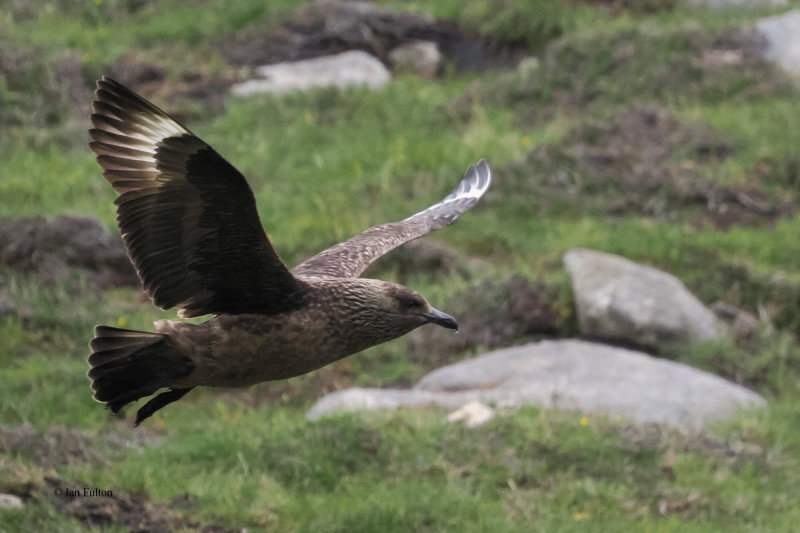 Great Skua(Bonxie), St Kilda