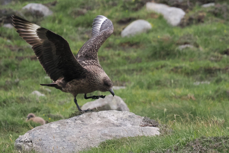 Great Skua(Bonxie), St Kilda