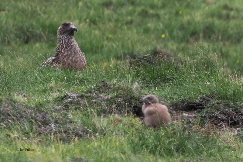 Great Skua(Bonxie), St Kilda