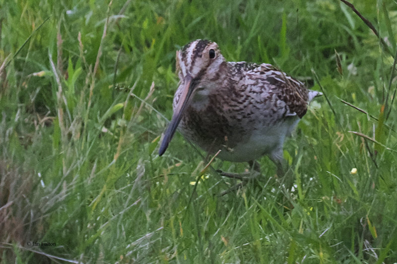 Snipe, St Kilda