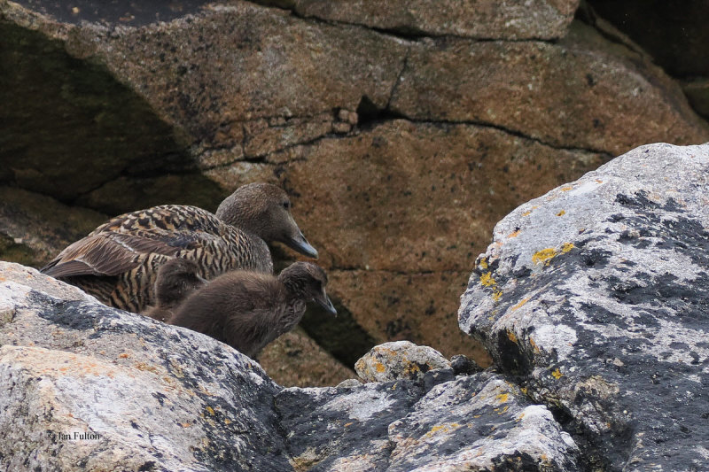 Eider, St Kilda