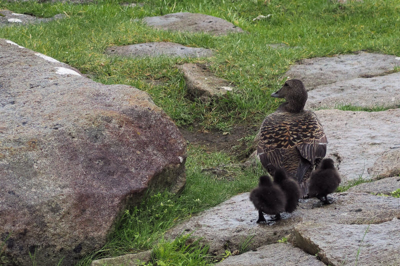 Eider, St Kilda
