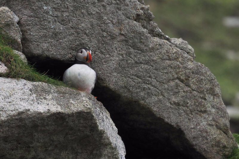 Puffin, St Kilda