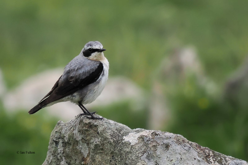 Wheatear, St Kilda