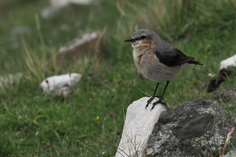 Wheatear, St Kilda