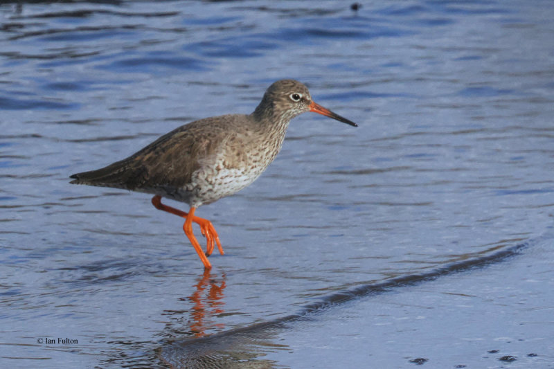 Redshank, Erskine Harbour, Clyde