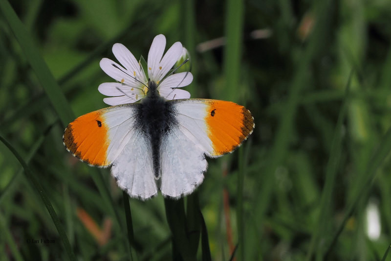 Orange Tip, RSPB Loch Lomond, Clyde