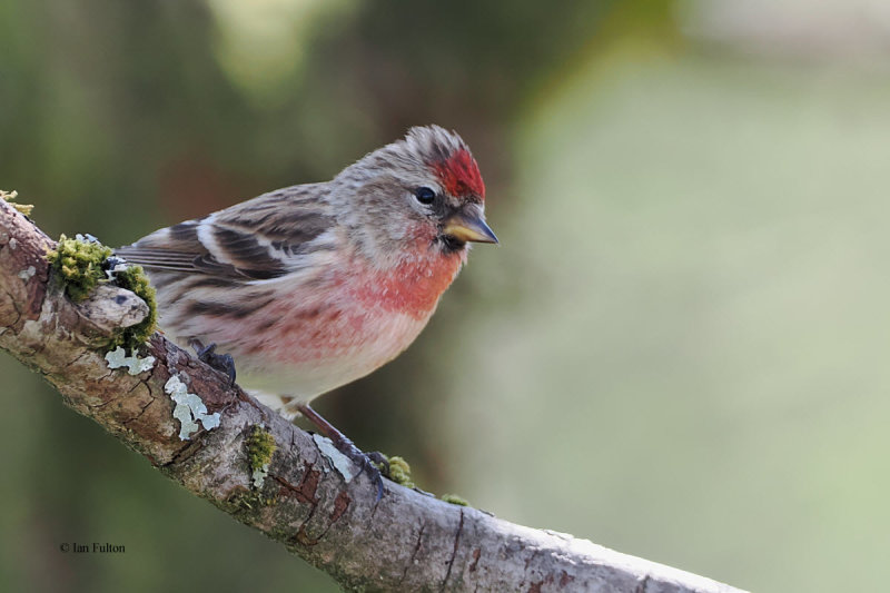 Lesser Redpoll, RSPB Loch Lomond, Clyde