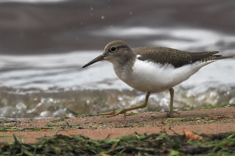 Common Sandpiper, RSPB Loch Lomond, Clyde