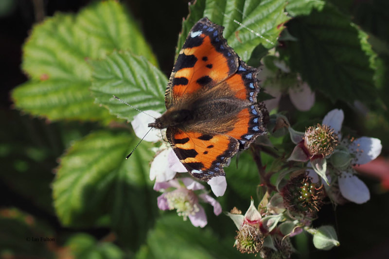Small Tortoiseshell, RSPB Loch Lomond