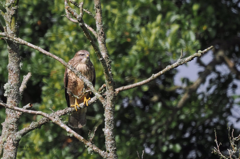 Buzzard, Loch Lomond NNR, Clyde
